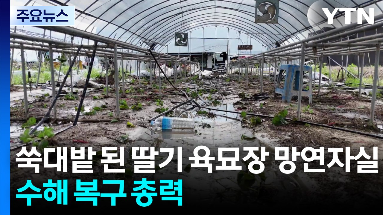 쑥대밭 된 딸기 육묘장 망연자실...수해 복구 총력 / YTN