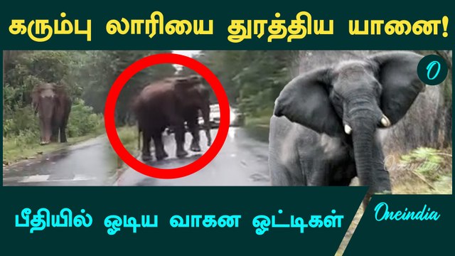 கரும்பு சுமக்கும் லாரியை துரத்திய காட்டு யானை வைரல் காட்சிகள் l Wild Elephant Chase in ஆசனூர்