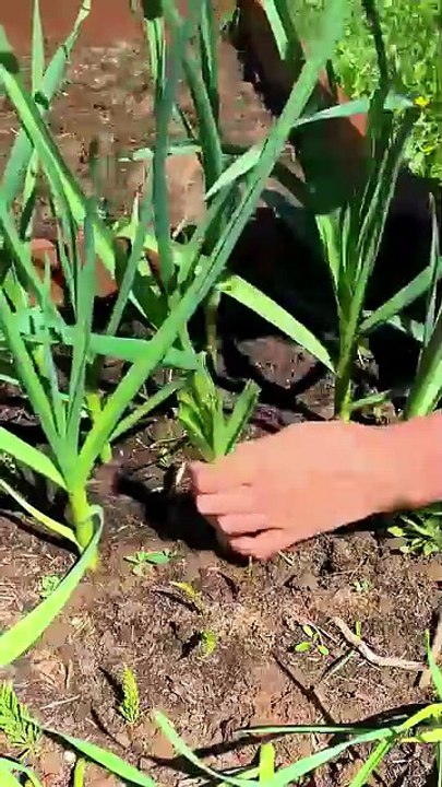 Beautiful plantation tips for home