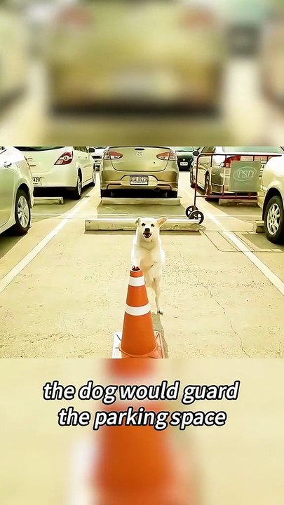 Would you adopt such a dog   #dramachina #cdrama #cdramalover #chinese #chinesedramaengsub