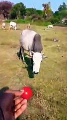 aah_tamatar_bade_mazedaar_#shortsvideo#(360p)