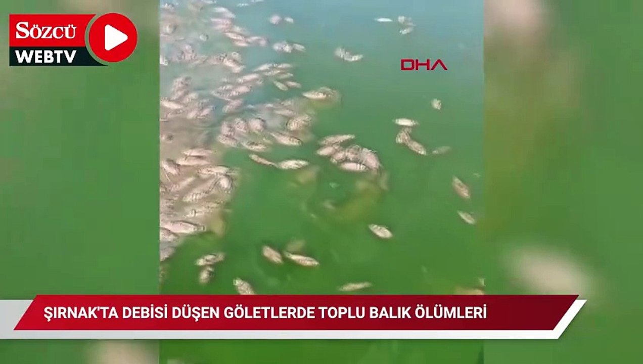 Şırnak'ta debisi düşen göletlerde toplu balık ölümleri