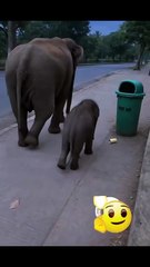 The little elephant helping keep the streets clean.