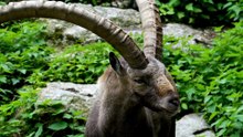 Os animais mais fofos do mundo N•107
