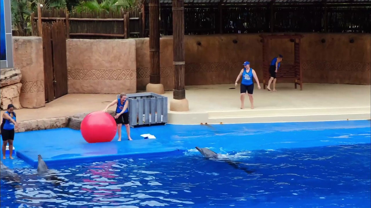 Os animais mais fofos do mundo  n•78