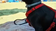 GIZMO NA PLAŻY