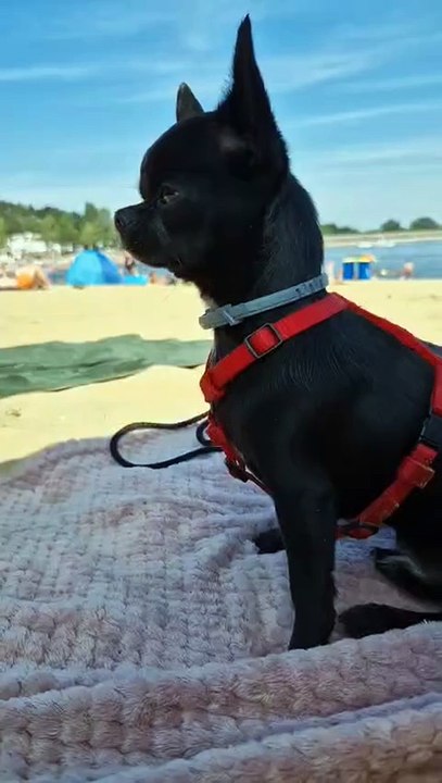 GIZMO NA PLAŻY