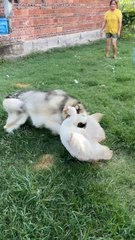 How do I stop my dog from fighting my other dog?