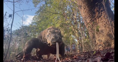 One Bite, No Escape – Komodo Dragon’s Secret Weapon