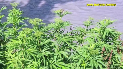 Nature Sounds for perfect mind relaxations