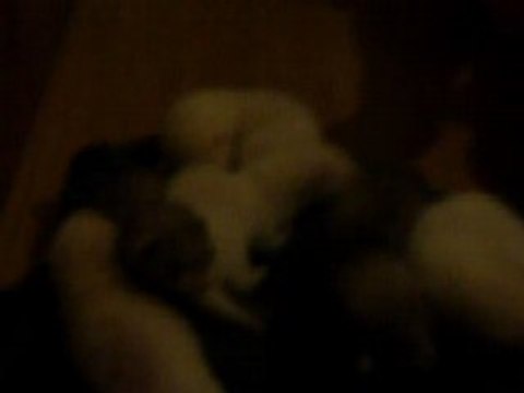 bébés de zelda ( 1 mois)