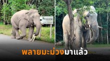 เอ็นดูพลายมะม่วง ช้างป่าเดินชิล เจอมะม่วงต้นขนุนที่ไหนต้องขอแวะ