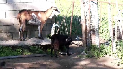 Έκτακτο: Σε απαγορευμένη ζώνη λόγω ευλογιάς μεγάλο μέρος της Β. Φθιώτιδας