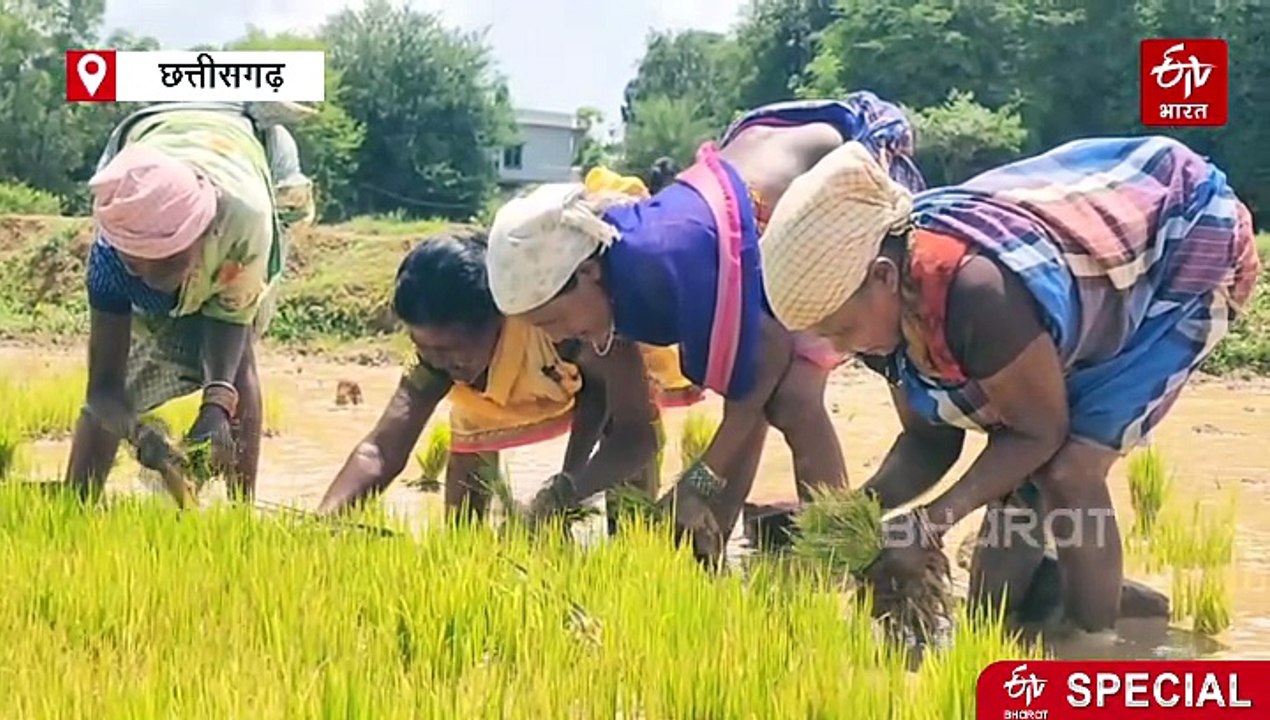 "पानी मारी गला झाईं" गीतों और कहानियों से गूंज रहे बस्तर के खेत खलिहान