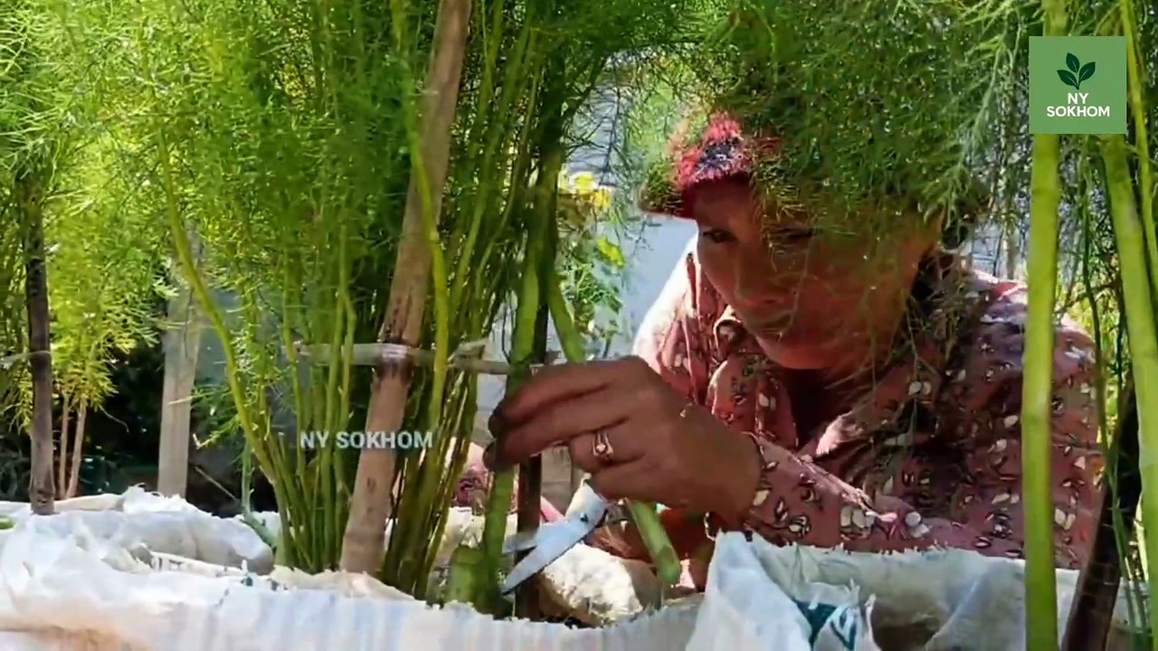 🌱 Grow Asparagus at Home Using Recycled Bags (Super Easy for Beginners!)