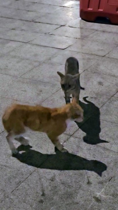 cat fight