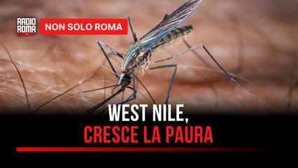 Virus West Nile, 82enne morta a Fondi Nessun allarme, controlli a tappeto