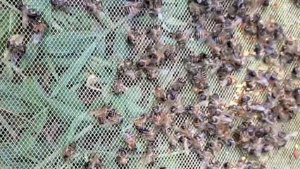 Un millón de abejas aparecieron muertas en Andes, Antioquia: ¿qué fue lo que pasó?