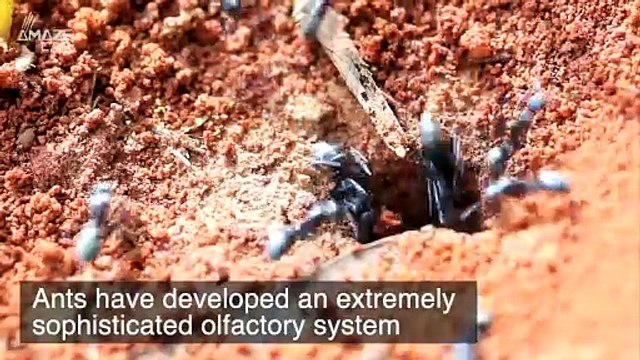 Who Is the Better Communicator? Ants or Humans?