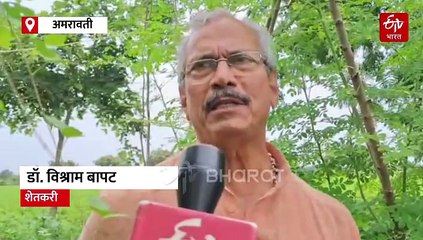 300 प्रकारच्या आजारांवर शेवग्याचा पाला ठरतोय 'रामबाण'; शेवग्याची 30 हजार झाडं लावत शेतकऱ्याचा अनोखा प्रयोग