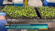 Brasil lidera produção mundial de celulose