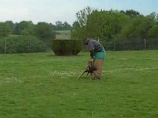 Cisco en entrainement Ring à 10 mois