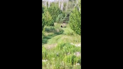 Another Visit From The Bear