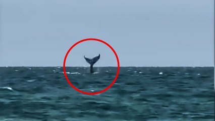 Pillan en vídeo a una ballena en pleno flirteo y no puede ser más majestuosa