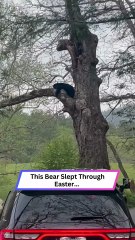 1 Sleeping Bear. 2 Hours of Traffic. Totally Worth It