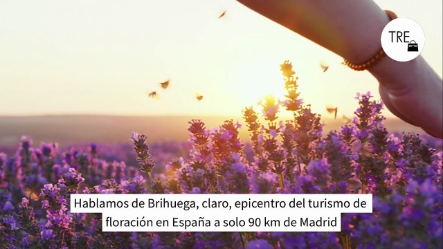 Más turistas que lavanda en Brihuega. Su alcalde suplica por favor ir a visitar los campos unos días concretos de la semana