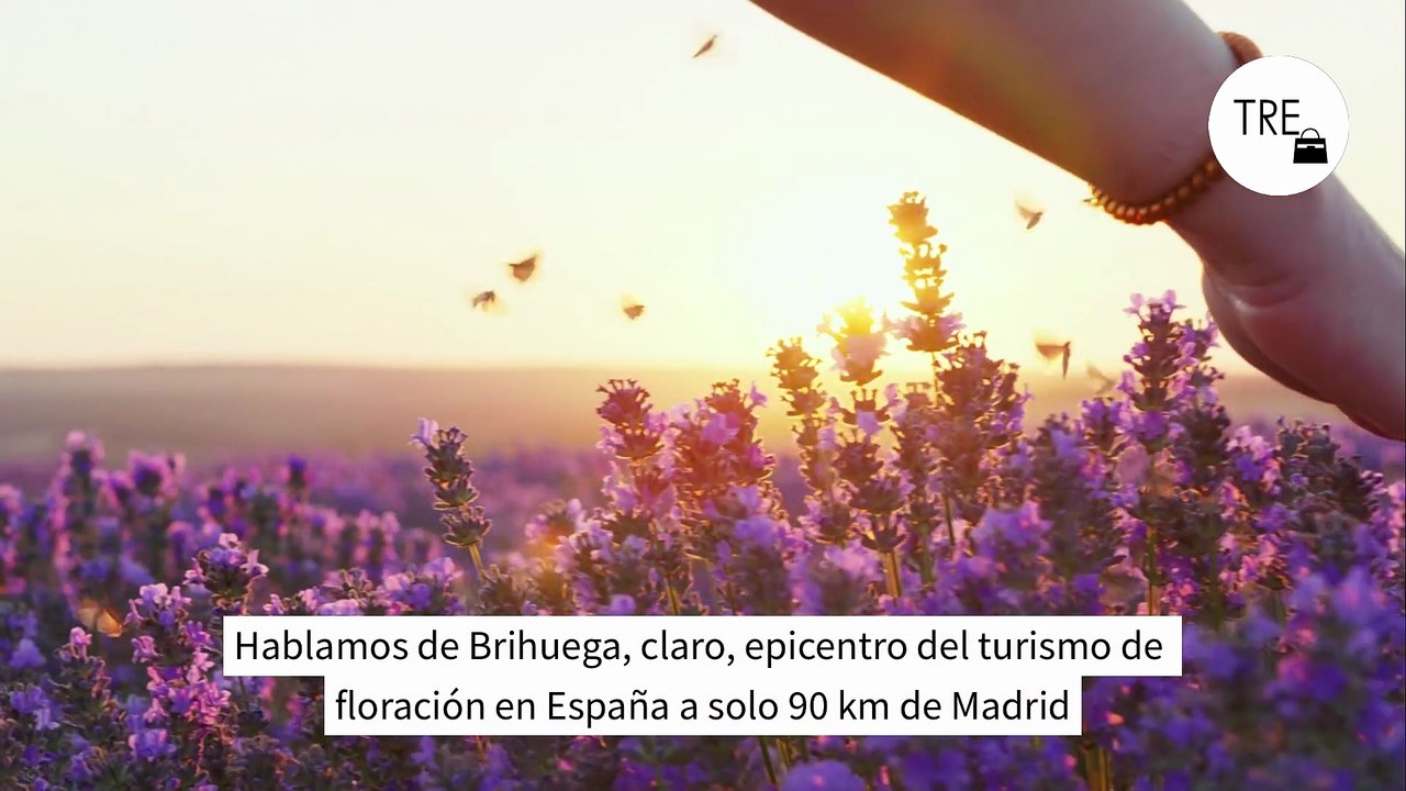 Más turistas que lavanda en Brihuega. Su alcalde suplica "por favor" ir a visitar los campos unos días concretos de la semana