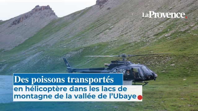 Des poissons transportés en hélicoptère dans les lacs de montagne de la vallée de l’Ubaye