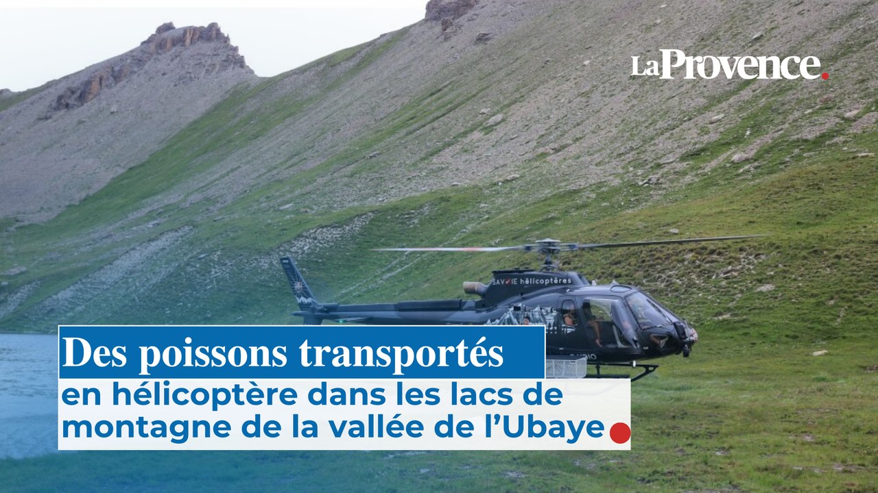 Des poissons transportés en hélicoptère dans les lacs de montagne de la vallée de l’Ubaye