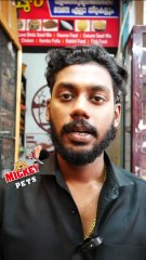 റിംഗ് ഡോവ് അഡൾട്ട്  ജോഡികൾ | Ring Dove Adults #petsworld #dove  #reels ഈ ഷോപ്പിന്റെ അഡ്രസ്സ് "മിക്കി  പെറ്റ്സ്" ബി‌ജെ‌പി ജില്ലാ ഓഫീസിന് സമീപം,പത്തനംതിട്ട.ഫോണ്‍ നമ്പര്‍ - 80896 90746/98463 90746/ 0468 2964521Mickey Pets & Aquarium,Pathanamthitta