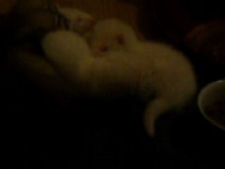 zelda et ses bébés (1 mois)