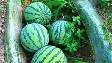 Tips For Growing Watermelons