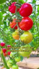 Three Tips For High Tomatoes Yield