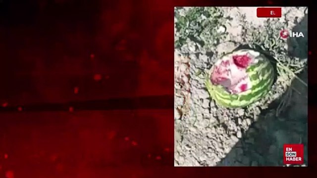 Elazığ’da yaban domuzları karpuz tarlalarına dadandı