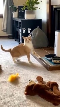 😹 Funny cats. Silly moments. Endless laughs. Only on PawLaughs!