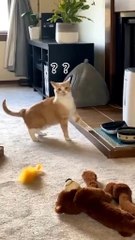 😹 Funny cats. Silly moments. Endless laughs. Only on PawLaughs!