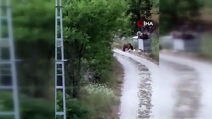 Aç kalan ayılar köye indi! O anlar böyle kaydedildi