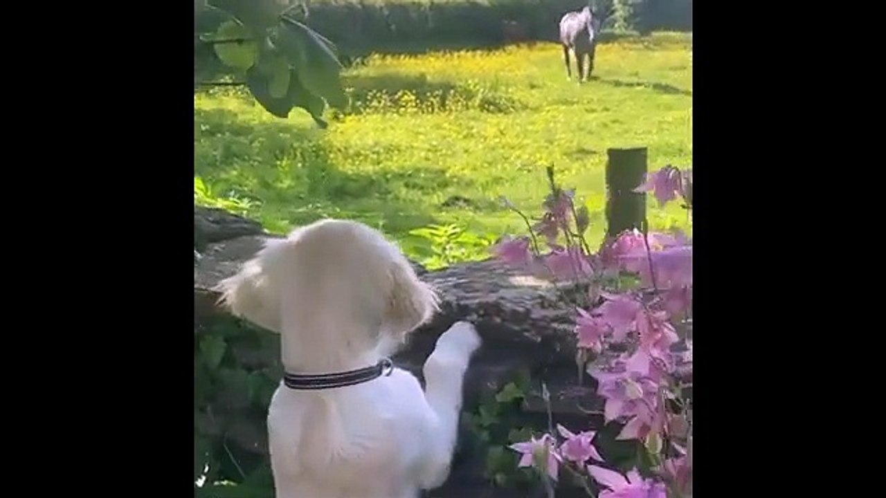 Funniest Animals 2025 😂 Best Cats & Dogs Fails Compilation!"