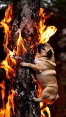 "Lost in the Flames: The Koala’s Fight for Survival 🔥🐨"