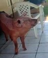 porca aprende a latir