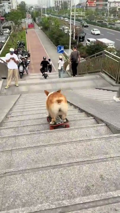 Playing dog