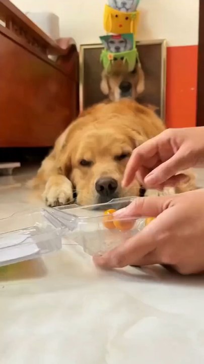 Simple Funny Dog Video🐶😂