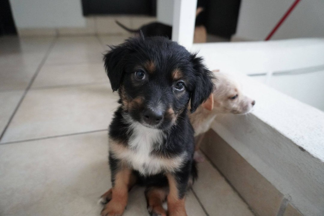 ¿Conoces bien a tu perro? Estas son las claves para detectar enfermedades