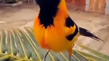All video about birds life and hunting birds etc