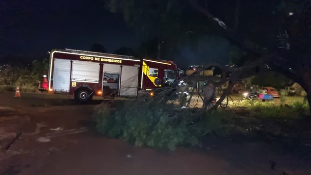 Queda de árvore mobiliza bombeiros no Bairro XIV de Novembro em Cascavel