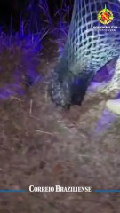 Cachorro-do-mato é resgatado no Riacho Fundo